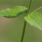 Gemeine Wasserdarm (Myosoton aquaticum) 5347