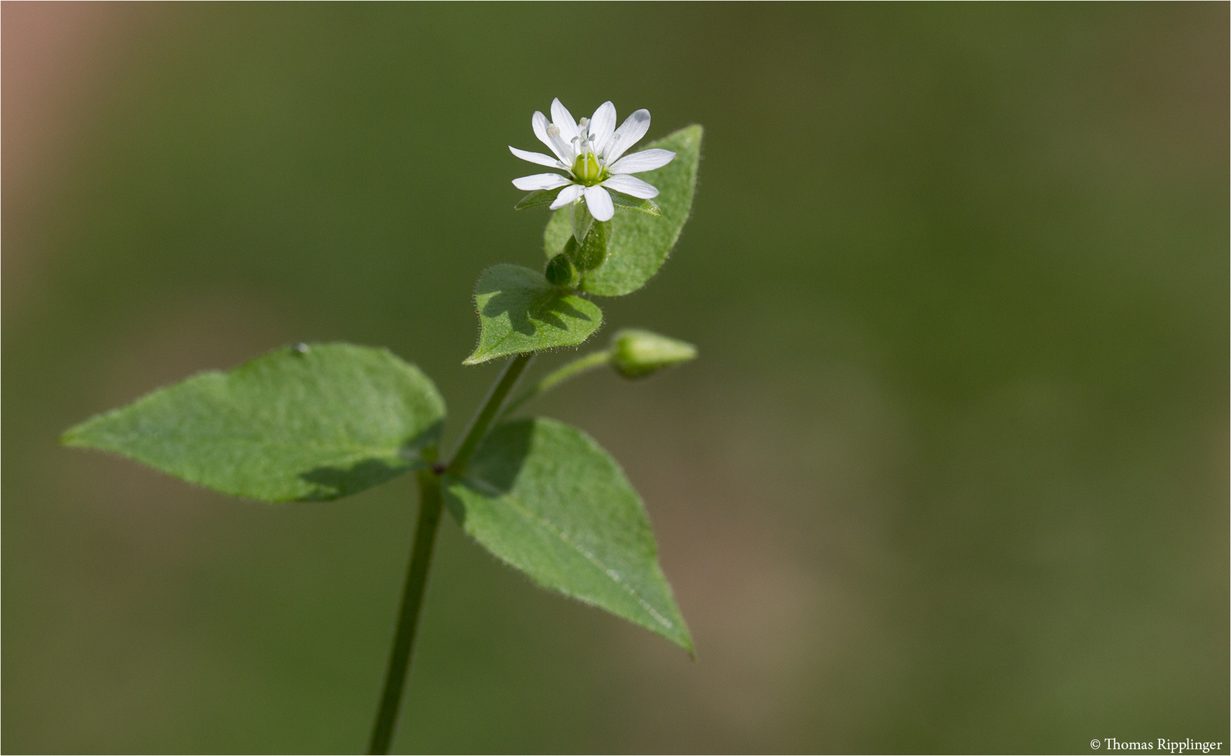 Gemeine Wasserdarm (Myosoton aquaticum) 5352