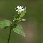 Gemeine Wasserdarm (Myosoton aquaticum) 5352