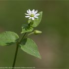 Gemeine Wasserdarm (Myosoton aquaticum) 5352 info