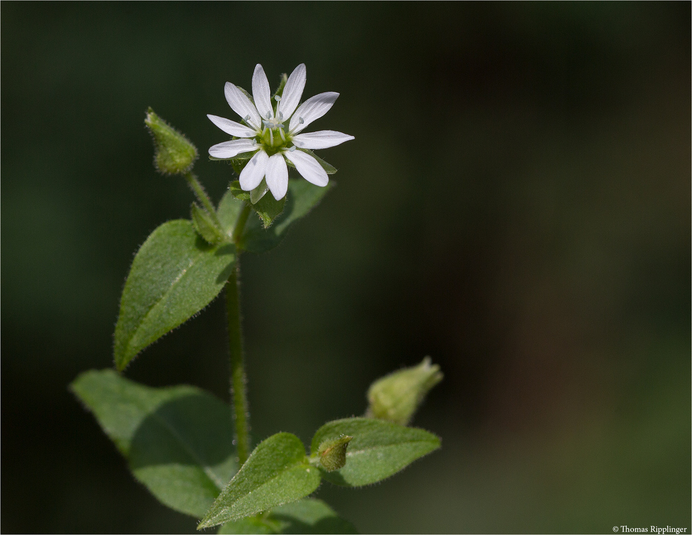 Gemeine Wasserdarm (Myosoton aquaticum)