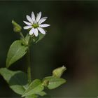 Gemeine Wasserdarm (Myosoton aquaticum)