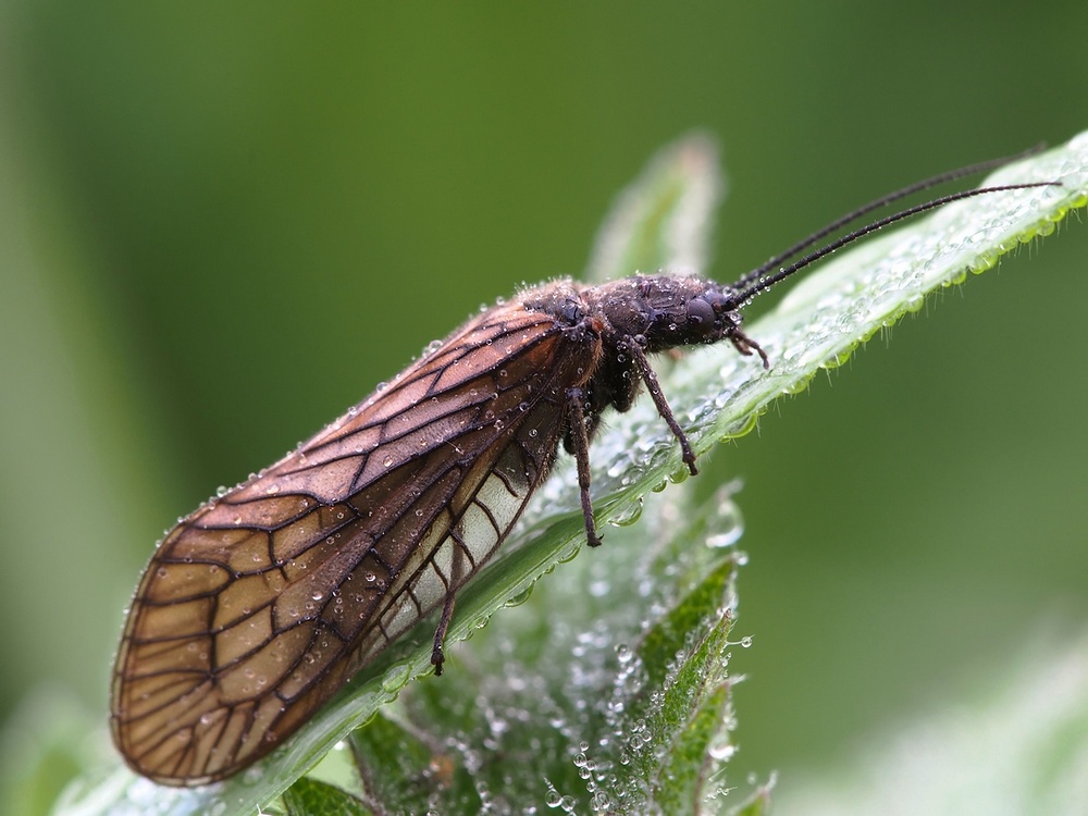 Gemeine Wasserflorfliege