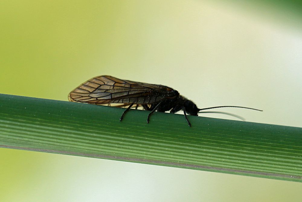 Gemeine Wasserflorfliege