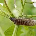  Gemeine Wasserflorfliege - keine Fliege, sondern ein Großflügler