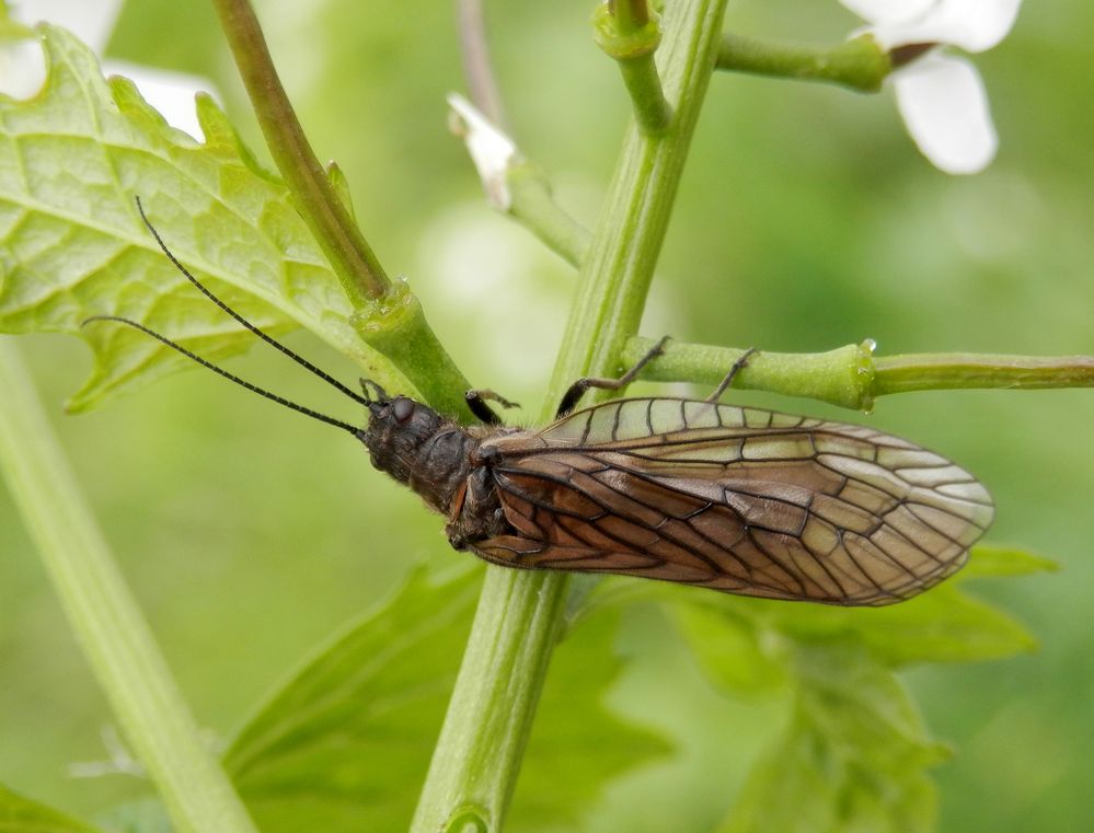  Gemeine Wasserflorfliege - keine Fliege, sondern ein Großflügler