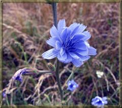 Gemeine Wegwarte - Blume des Jahres 2009