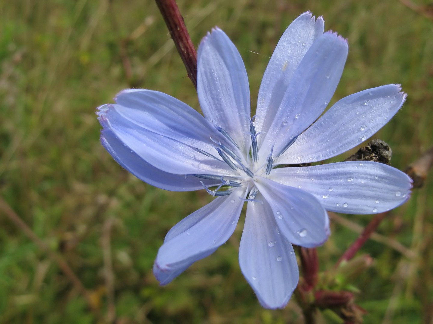 Gemeine-Wegwarte (cichorium intybus)