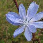 Gemeine-Wegwarte (cichorium intybus)