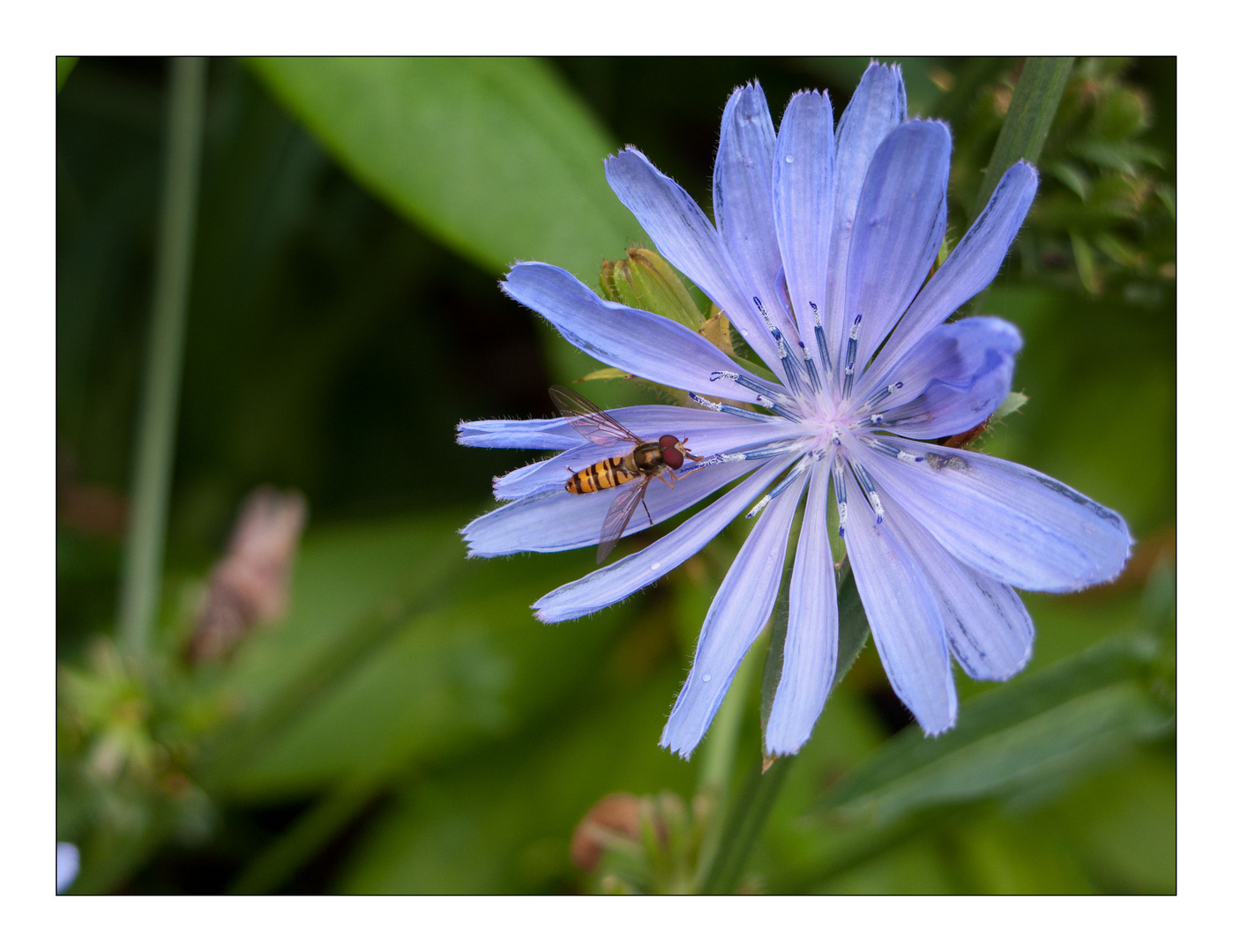 Gemeine Wegwarte (Cichorium intybus)