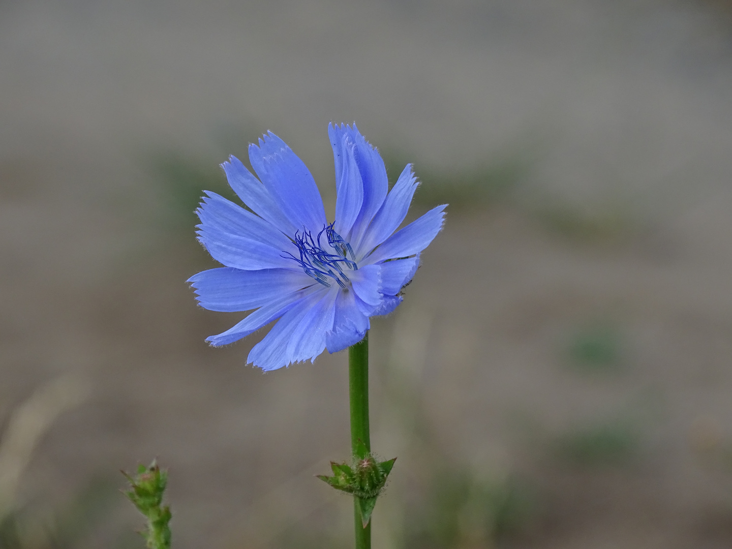 Gemeine Wegwarte (Cichorium intybus)