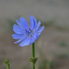 Gemeine Wegwarte (Cichorium intybus)