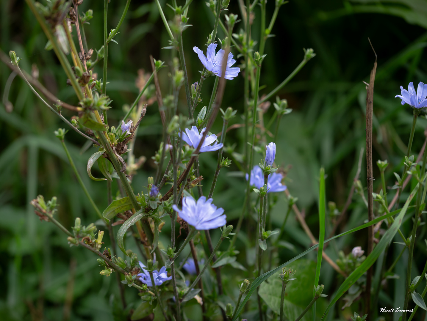 Gemeine Wegwarte (Cichorium intybus)