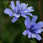 Gemeine Wegwarte - Cichorium intybus