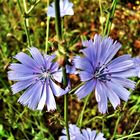 Gemeine Wegwarte (Cichorium intybus)