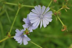 Gemeine Wegwarte (Cichorium intybus) Blume des Jahres 2009.