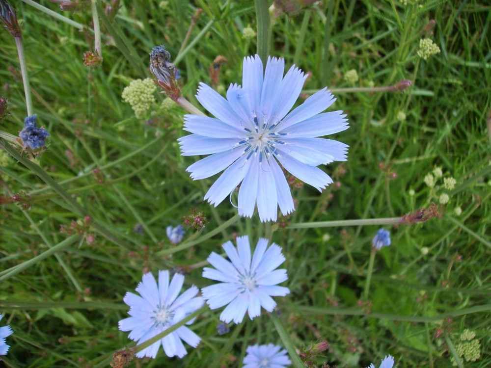 Gemeine Wegwarte - Cichorium intybus