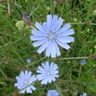 Gemeine Wegwarte - Cichorium intybus