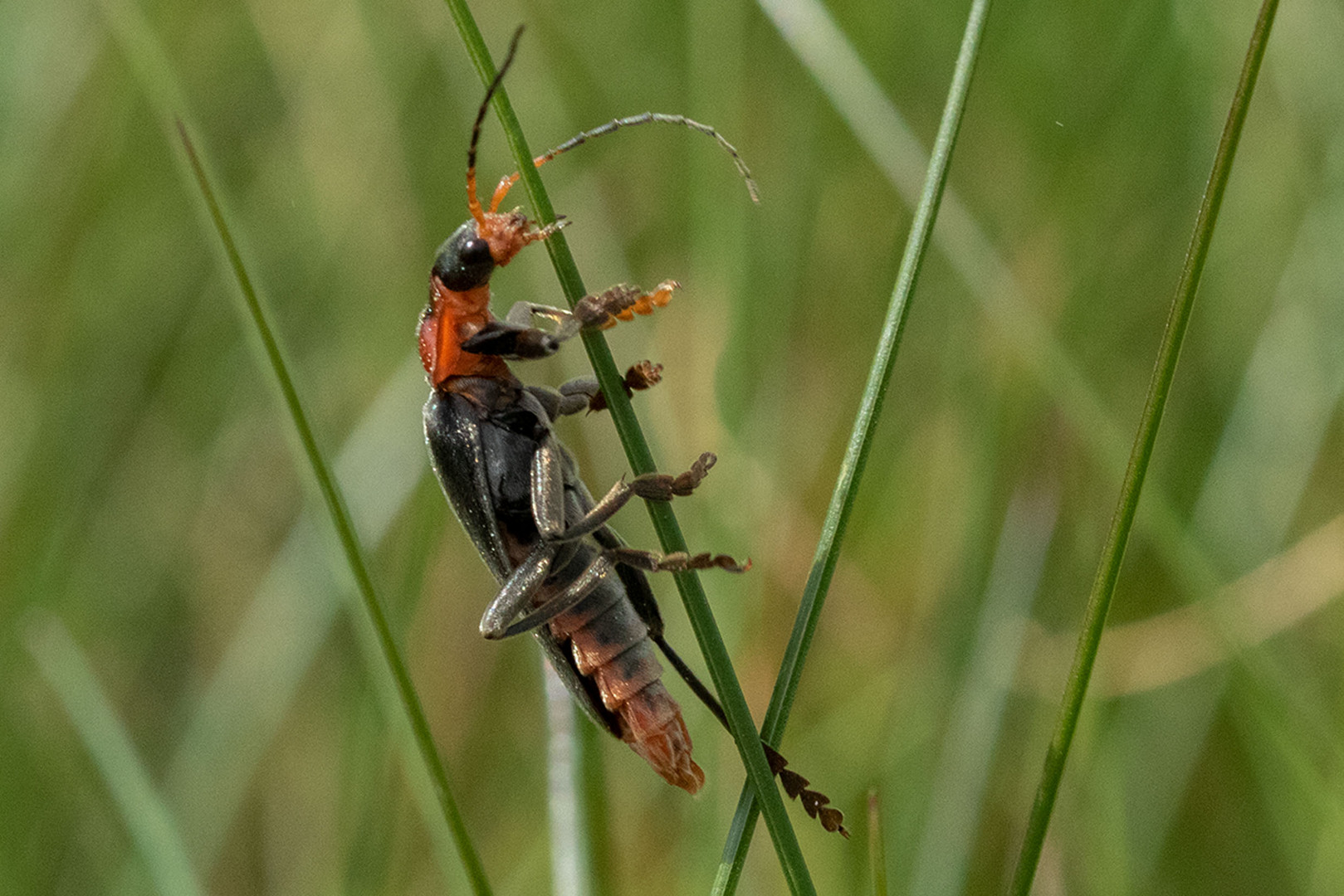 Gemeine Weichkäfer (Cantharis fusca)