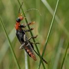 Gemeine Weichkäfer (Cantharis fusca)