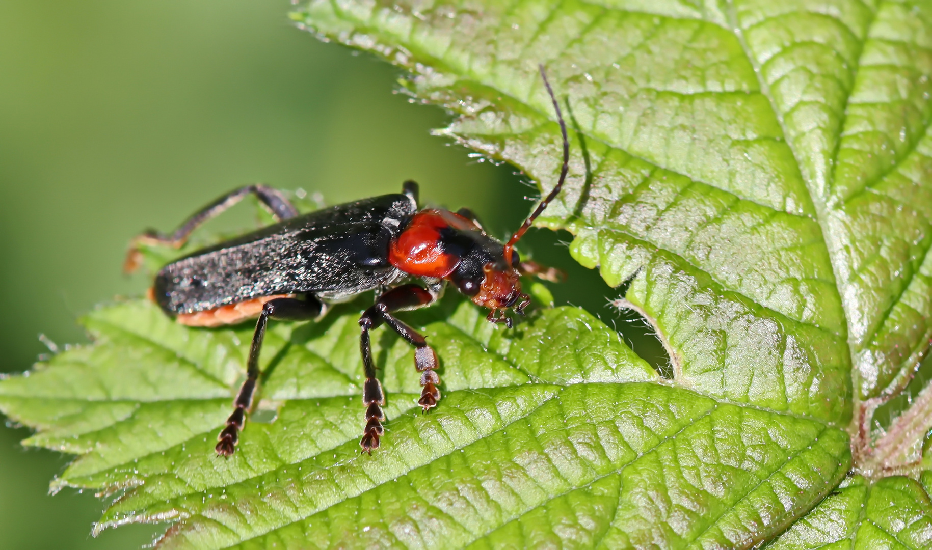 Gemeine Weichkäfer, Cantharis fusca