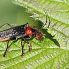 Gemeine Weichkäfer, Cantharis fusca