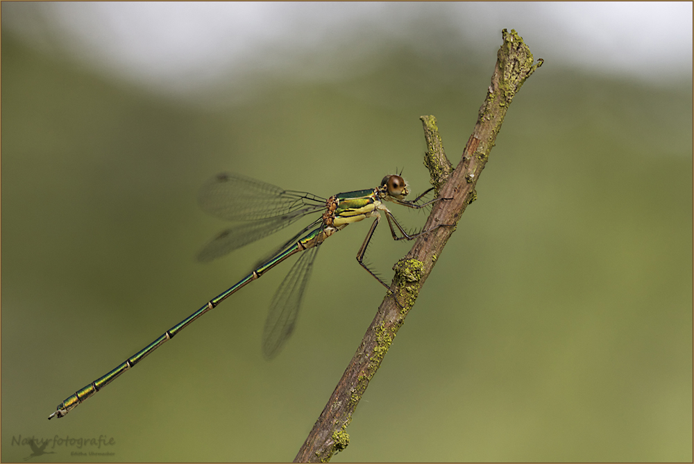 gemeine weidenjungfer ( chalcolestes viridis ) 01/12