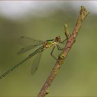 gemeine weidenjungfer ( chalcolestes viridis ) 01/12