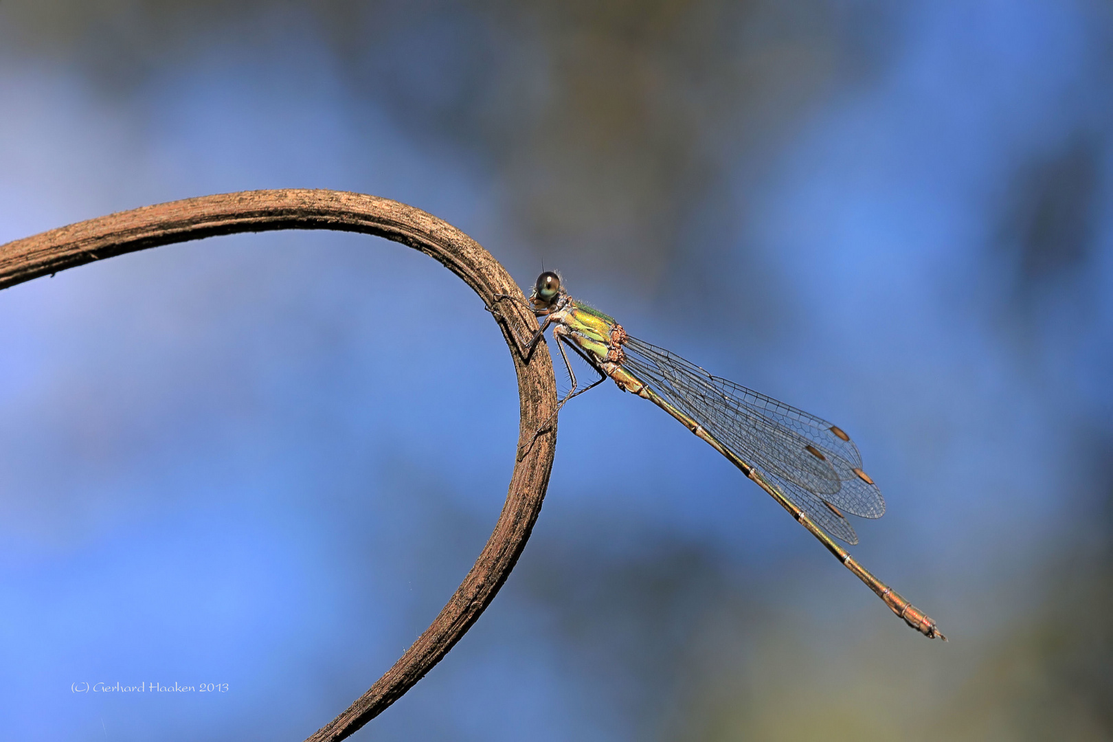 Gemeine Weidenjungfer (Chalcolestes viridis)