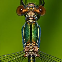 Gemeine Weidenjungfer (Chalcolestes viridis)