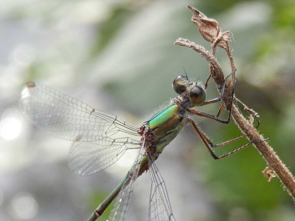 Gemeine Weidenjungfer (Chalcolestes viridis)