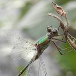 Gemeine Weidenjungfer (Chalcolestes viridis)