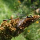 Gemeine Weidenjungfer (Chalcolestes viridis)