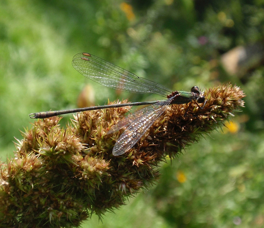 Gemeine Weidenjungfer (Chalcolestes viridis)