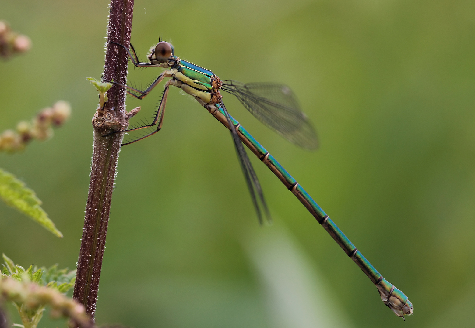 Gemeine Weidenjungfer (Chalcolestes viridis)