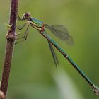 Gemeine Weidenjungfer (Chalcolestes viridis)