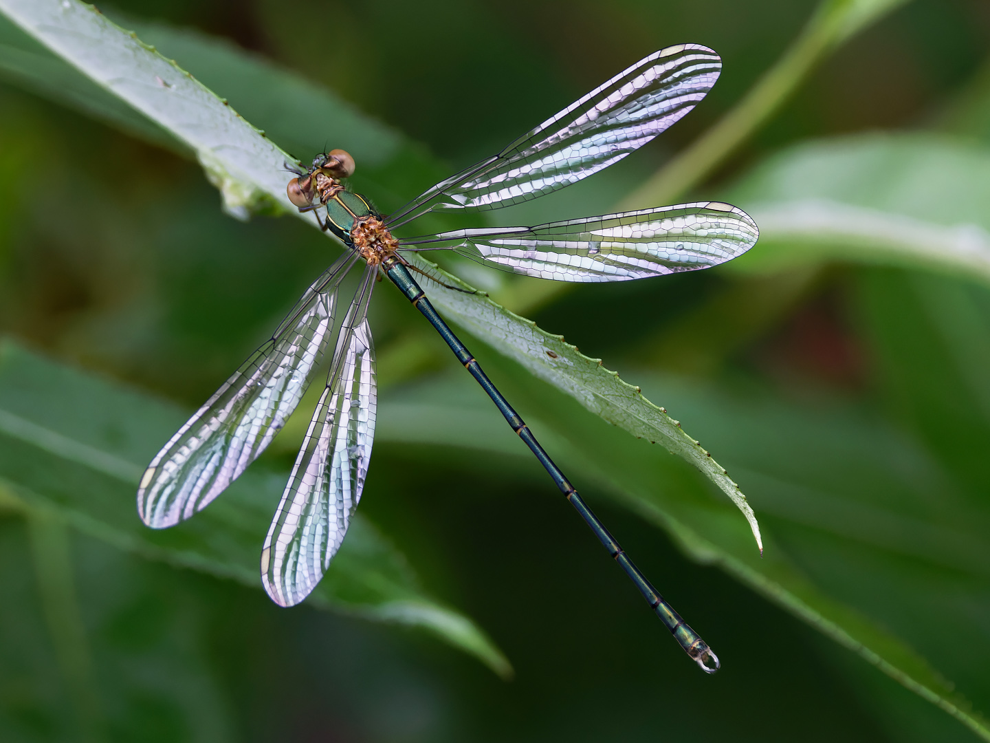 Gemeine Weidenjungfer (Chalcolestes viridis)