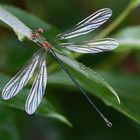 Gemeine Weidenjungfer (Chalcolestes viridis)