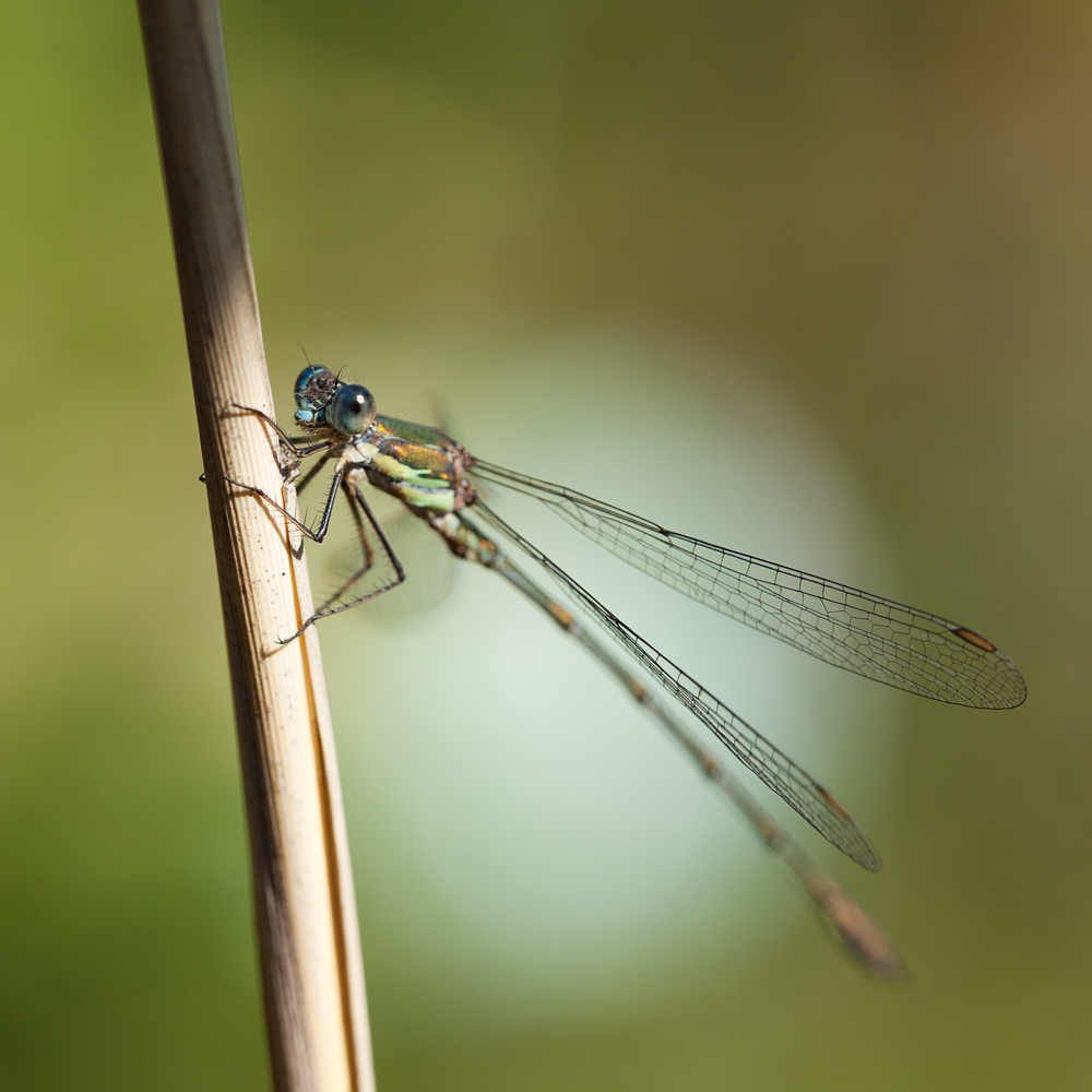 Gemeine Weidenjungfer (Chalcolestes viridis)