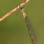 gemeine weidenjungfer (chalcolestes viridis) fem. 01/13