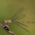 gemeine weidenjungfer (Chalcolestes viridis) fem. 02/13