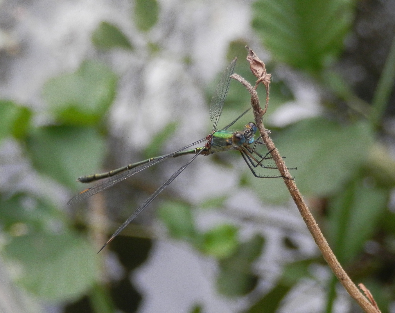 Gemeine Weidenjungfer (Chalcolestes viridis) II