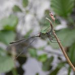 Gemeine Weidenjungfer (Chalcolestes viridis) II