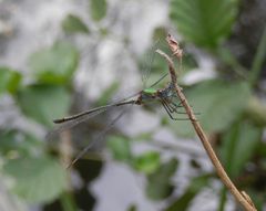 Gemeine Weidenjungfer (Chalcolestes viridis) II