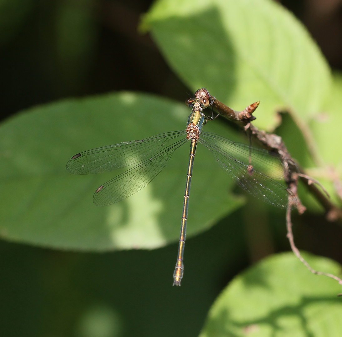 Gemeine Weidenjungfer / Lestes viridis