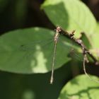 Gemeine Weidenjungfer / Lestes viridis