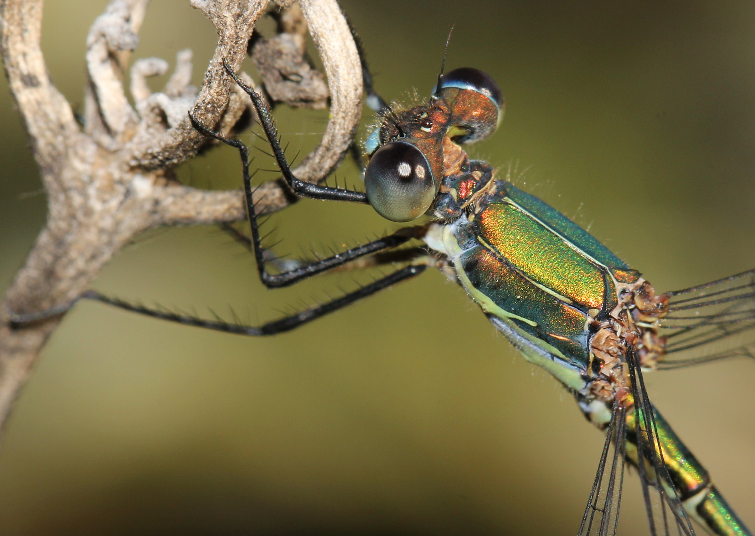 Gemeine Weidenjungfer (Lestes viridis)