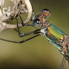 Gemeine Weidenjungfer (Lestes viridis)