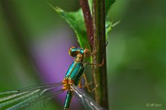 Gemeine Weidenjungfer (Lestes viridis)