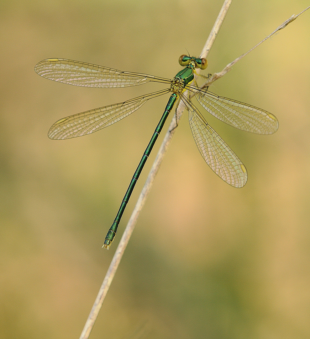 Gemeine Weidenjungfer – Lestes viridis